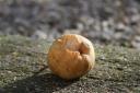 Macro