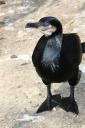 Zoo de Thoiry